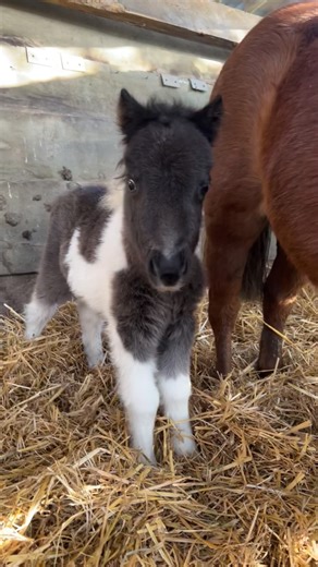 1.3K views · 110 reactions | Baby mini Shetland zoomies 凉 #foal #filly #pony #shetlandpony #minishetland | RVhorses - Yeguada Atrapasueños | Facebook