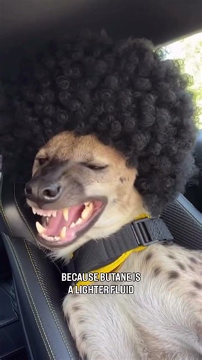 Eddie was feeling quest love today! #hyena #petinfluencer #dadjokes #funnypets #questlove