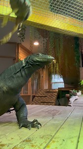 9.8K views · 308 reactions | Daily dose of Dexter decided he didn’t want to film his feeding today藍 | The Happy Monitor | Facebook