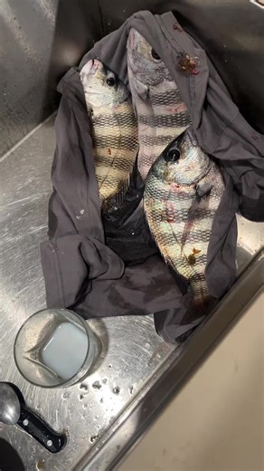 Catch Clean and Cook Pt. 2 #floridafishing #catchcleanandcook #10kfollowers😭😭😭😭 #sheepshead #fyp