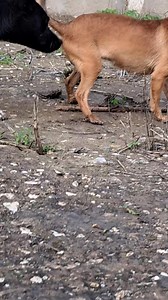 #chiendechasse #podincos #jackrussell #pinscher | QAMBA