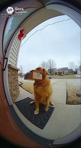 Delivery dog is Airborn🐕