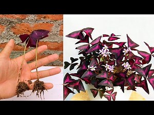 Oxalis traingularis Propagation from single leaf in simple way | How to grow oxalis traingularis