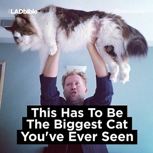This cat is f*cking massive! | LADbible