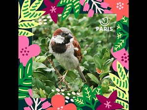 Brèves de nature sauvage à Paris : Le moineau domestique