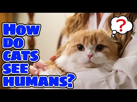 How Cats Really See Their Human Companions | Do cats think humans are big cats?