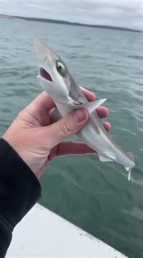 small to big transformation animals #animalkingdomusa #animals #amazinganimals #usa #shorts #short