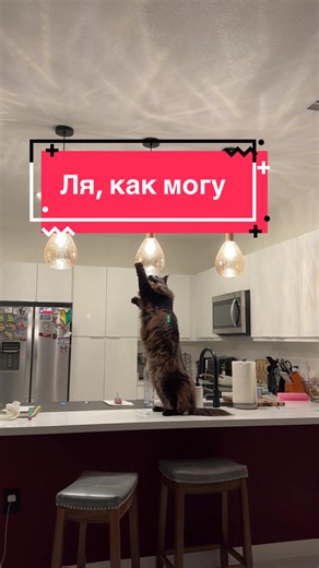 Understanding the Maine Coon Cat: Black Variants and More