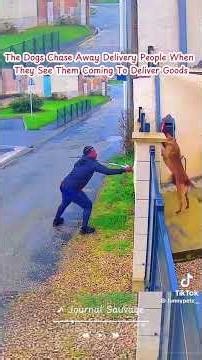 #fypシ゚viral #duet #funny dogs chasing people 😂😂