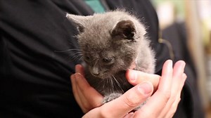 75K views · 396 reactions | While you were sweating bullets this past weekend, a bunch of stray cats were out there making babies. What happens to all the homeless kittens in New York City? | WNYC | Facebook
