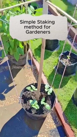 Your Plants Need This Simple Staking Trick! #staking #stakingtips #StakinginFarming