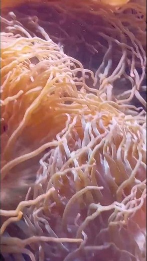 anemones and clown fish #nature