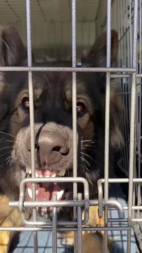 So scary 🤣#dogsoftiktok #scary #germanshepherd