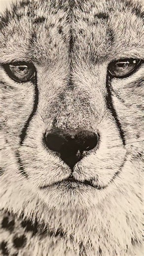 Come experience African wildlife up close and in details at @mallgalleries I'm sharing a collection of work and am there to also share stories and featuring some of @russ_wildlife beautiful work too. All prints sales support @resolve.wildlife and their incredible work. #shannonwild #russwildlife #resolveafrica #africanwildlife #africa #botswana #southafrica #Kenya #namibia #wildlifephotography #cheetah | Shannon Wild
