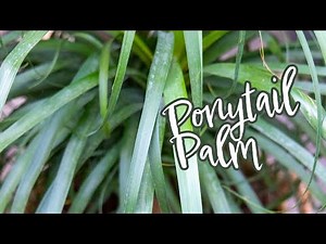 Ponytail Palm Paradise: Discover & Care for This Unique Plant!