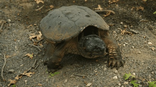 Cyberchase - Cyberdillos in the Outfield: For Real Video | PBS KIDS