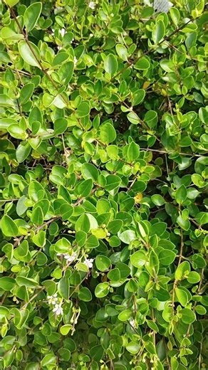 🌿 Beautiful Green Decorative Plant 🍃 | Peaceful Nature Vibes #Shorts