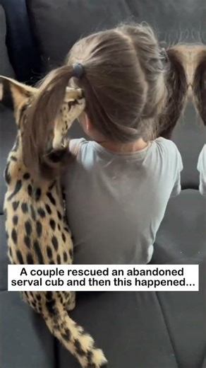 Serval cub rescue #lovestory #animals #wildliferescue #wildlife #rescue #cute#love #servalcats