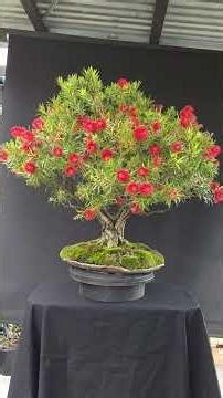 Callistemon Native Bonsai in Flower #bonsai #bonsaitree #gardening #nativebonsai #australianbonsai