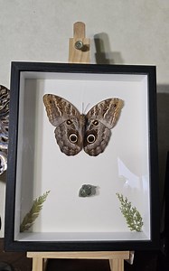 Giant Owl Butterfly With Green Jade Acorn Stone - Etsy Canada