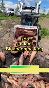 Kalaban sa Tubig: Asian Carp Invasion! 🐟💥🌊 #CarpCrisis #LasonSaLawa #InvasiveSpeciesAlert #FishOutOfControl #EcoProblema #TubigTakeover #Yappee #ctto @dynamicvisionary #YappeeHow | Rex Dalman Yape Jr