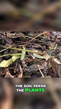 Eco Friendly Gardening: Stop Bagging Your Leaves!