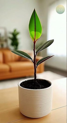 Rubber Plant (Ficus elastica) Leaf Unfurling Time-Lapse | The Unfolding View #growth #plants #nature