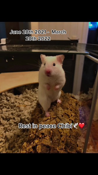 Remembering Chibi: A Heartfelt Tribute to My Beloved Hamster