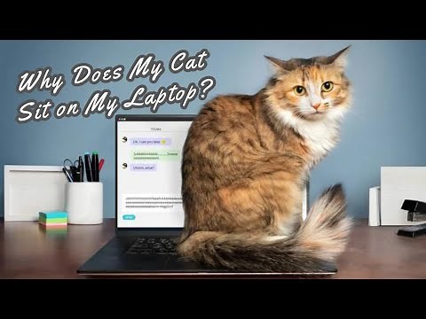 Why Does My Cat Sit on My Laptop ?