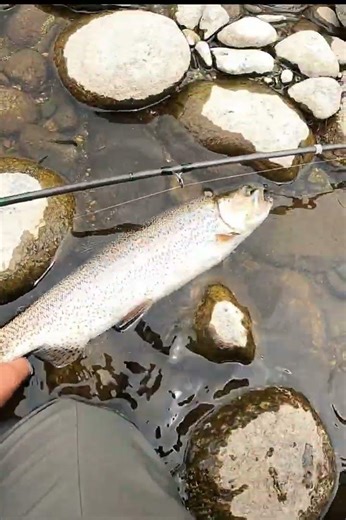 Pescando una trucha a ninfa. Pesca con mosca en ríos del sur de Chile #fishing #trout #trucha #pesca