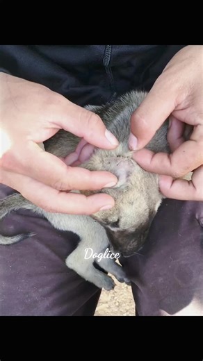 Understanding Dog Lice and Their Habitat