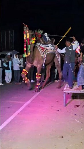 Gori nache re nagori nache | camel dance #rajasthani #marwadi #dance