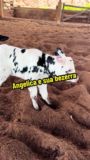Angélica e sua bezerra: Uma Homenagem Carinhosa