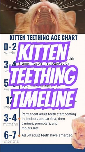 Kitten Teething Stages Will Surprise You!