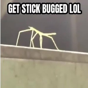 stickbug422 - Twitch