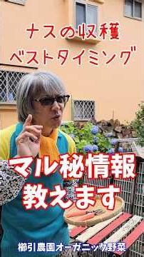 ナス収穫ベストタイミング#ナス究極の収穫方法#櫛引農園 #家庭菜園 #オーガニック野菜 #津軽弁 #自給率アップ
