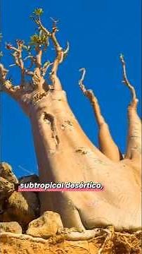 Socotra: The Island of Unique Biodiversity.