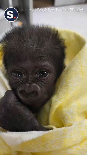 35M views · 75K reactions | The Fort Worth Zoo in Texas has announced the rare emergency C-section birth of a premature western lowland gorilla. 轢 | storyful | Facebook