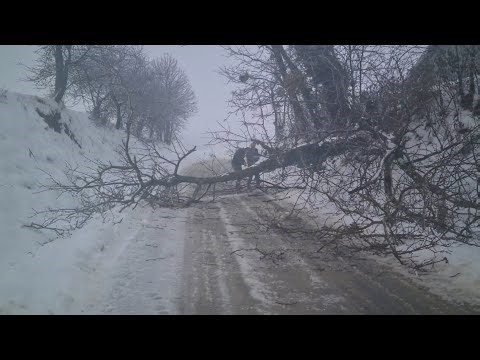 Stablo bagrema palo na cestu – brza intervencija komunalnog djelatnika