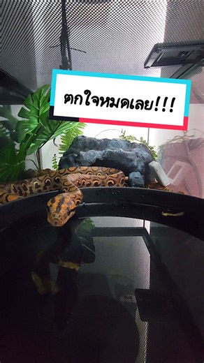 ไม่ใช่คนนะ... งูตกใจ 😆#barzilian rainbow boa #brb #งูเหลือมสีรุ่ง