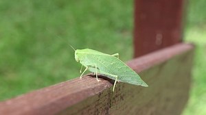 Leaf Bug Katydid Microcentrum rhombifolium video example science insects