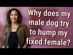 Why does my male dog try to hump my fixed female?