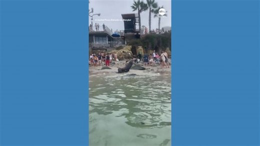 Sea lions defend their territory at San Diego beach