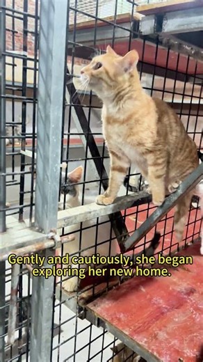 Rescue Cat Story — An Abandoned Orange Cat Takes His First Safe Steps Rescue Cat Shelter