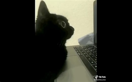 cat think🤔
