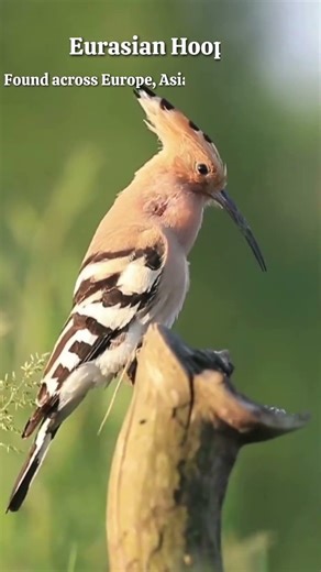 Relaxing Bird Sounds for Stress Relief, Anxiety & Depression | Healing Nature