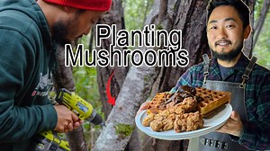 Inoculating mushroom logs + chicken and waffles