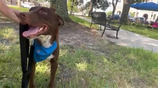 Calhoun County Humane Society, Port Lavaca, Texas on Reels