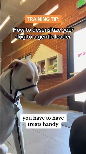 How to Put on a Gentle Leader | Dog Training Tips #youtubeshorts #dogtraining