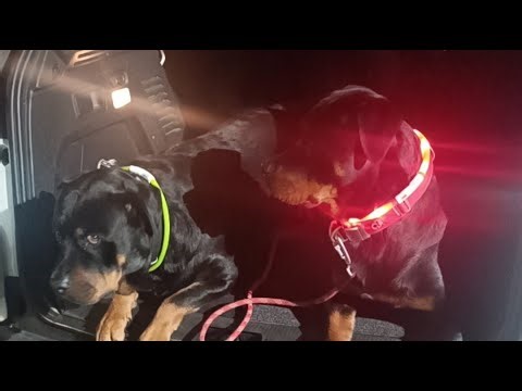 Live Rottweiler Training 🐾 Off-Lead Obedience with Ronnie & Roxy | LED Safety Collars 